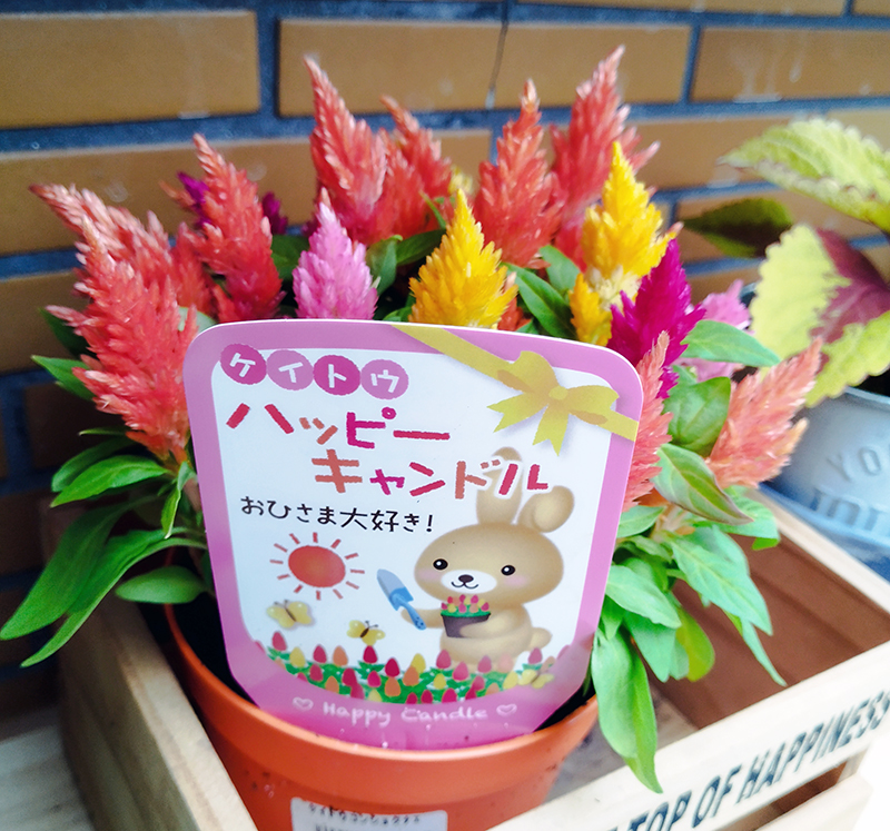 ファイル 23-1.jpg