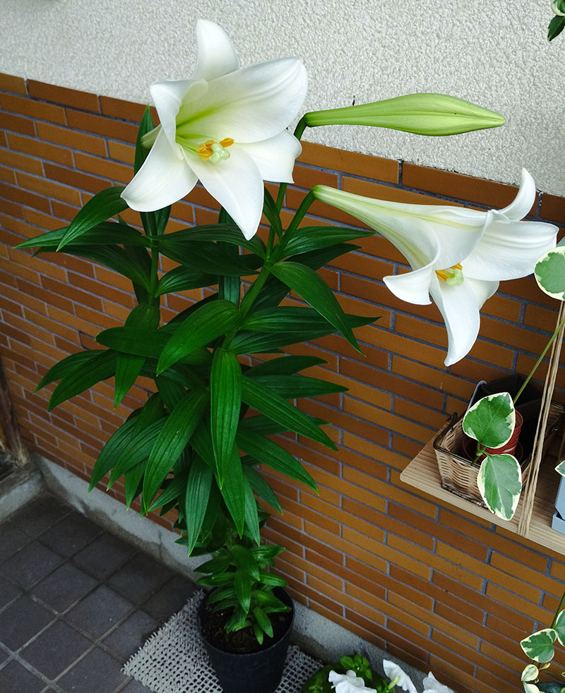 ファイル 46-1.jpg